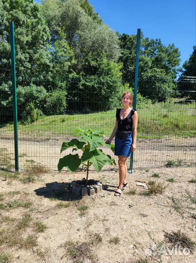 Саженцы павловния