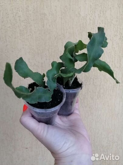 Эпифиллум Гватемальский или Кудрявая Сью