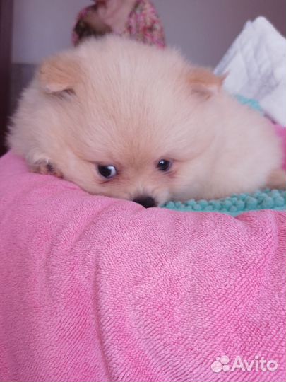 Щенки Малый немецкий Шпиц