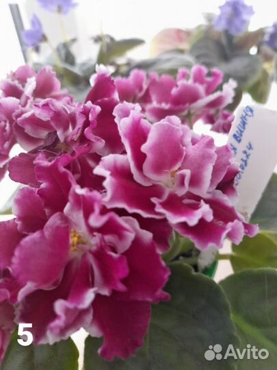 Сортовые фиалки листик