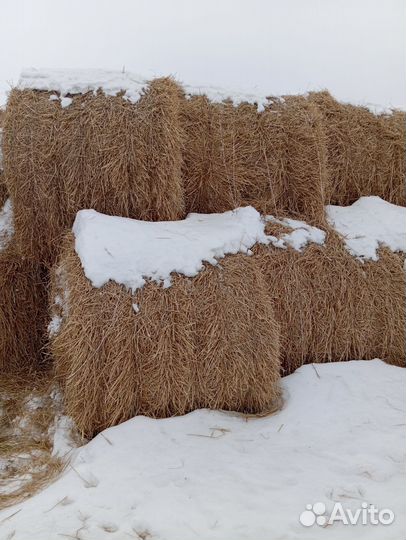Солома ячменная в тюках