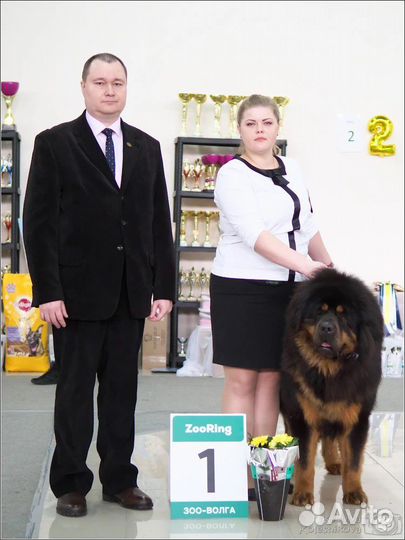 Тибетский мастиф вязка