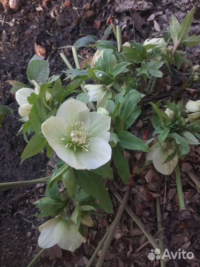 Морозник кавказский