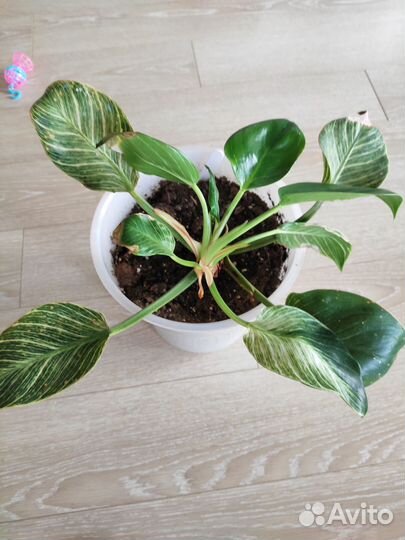 Филодендрон Биркин большой куст