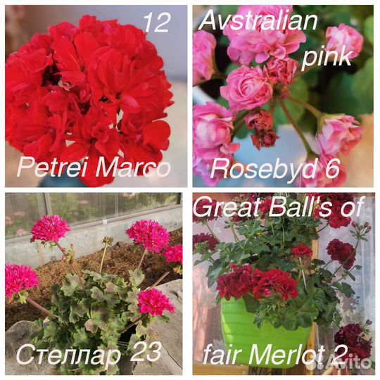 Пеларгонии сортовые