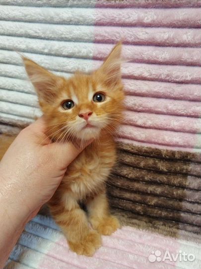 Котята Мейн-Кун