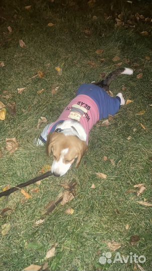 Теплый костюм на собаку