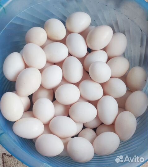 Куры несушки