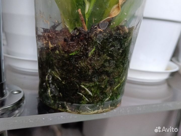 Хойя аустралис лиза