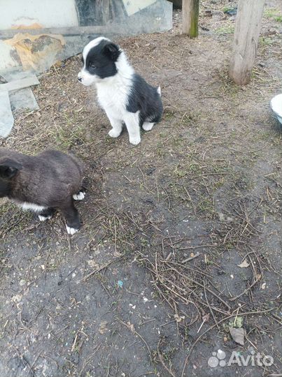 Щенята дворняги