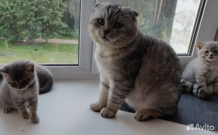 Шотландский кот вязка