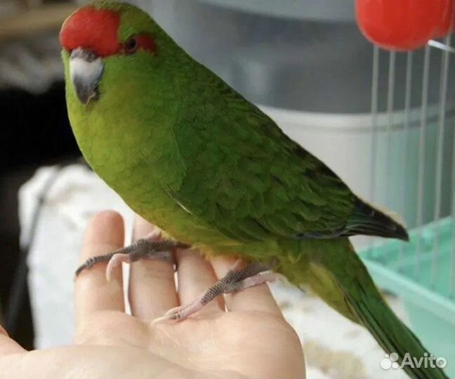 Какарики малыши