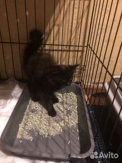 Котенок в добрые руки