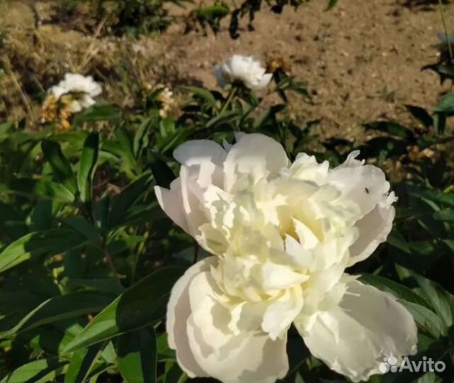 Пионы саженцы корни