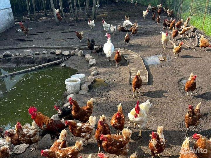 Куры несушки