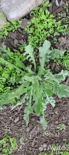 Ромашки гайлардия