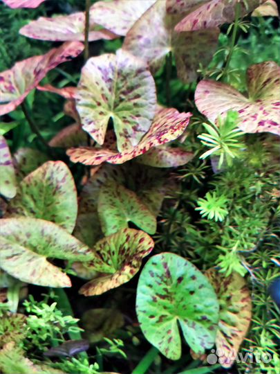 Аквариумные растения