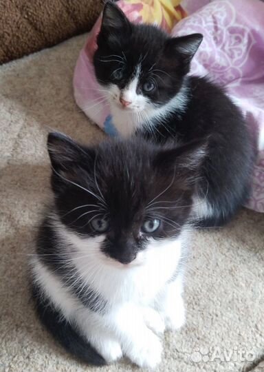 Сиамская кошечка