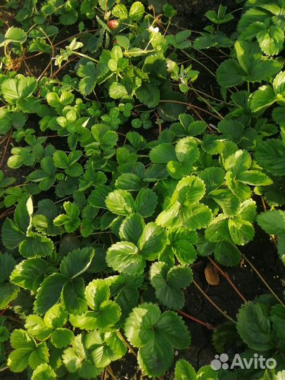 Клубника ремонтантная