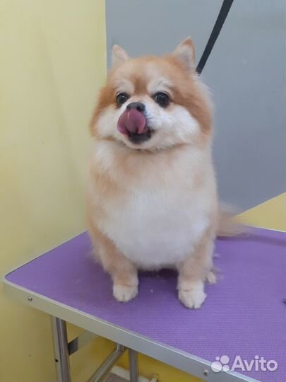 Грумер, стрижка собак и кошек