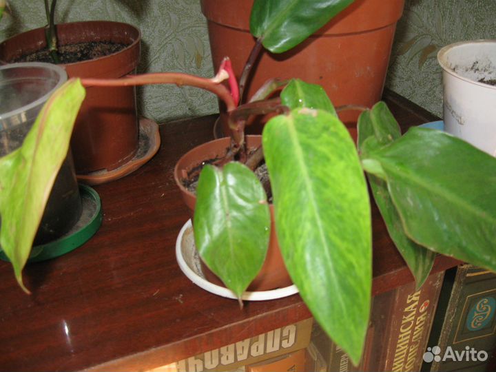 Фикус в офис филы