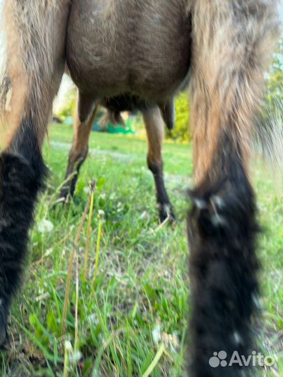 Чешско-альпийские козы и козочки
