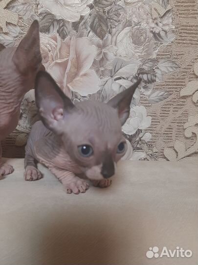 Канадский сфинкс