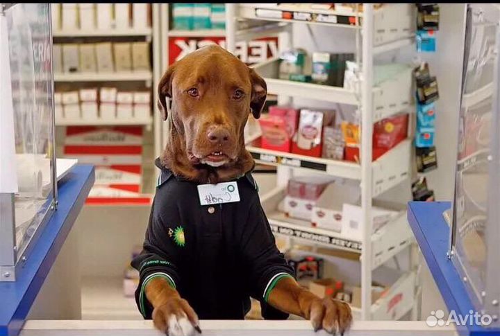 Продавец зоотоваров