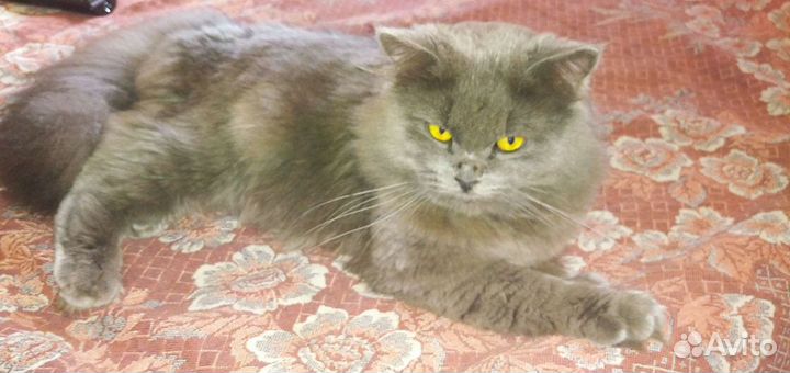 Шотландский кот.Вязка