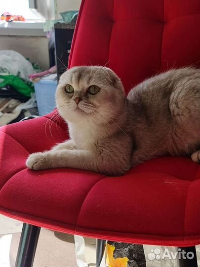 Вязка вислоухий кот