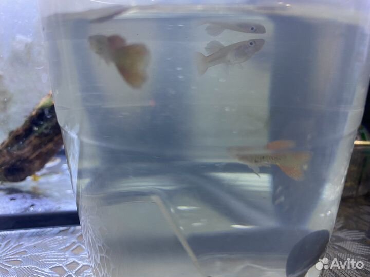 Гуппи Красное кружево