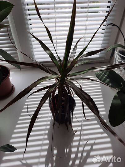 Пальма драцена