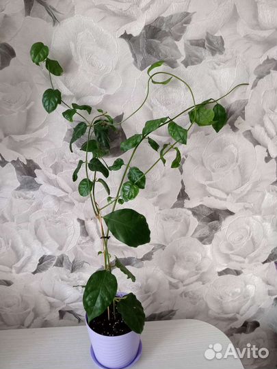 Жасмин Самбак