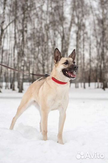 Молоденькая собачка Ириска ищет дом