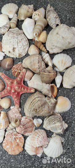 Морские ракушки