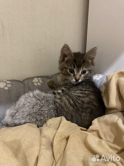 Котенок в хорошие руки