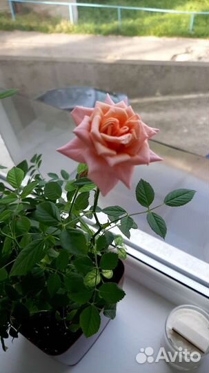 Роза комнатная домашняя