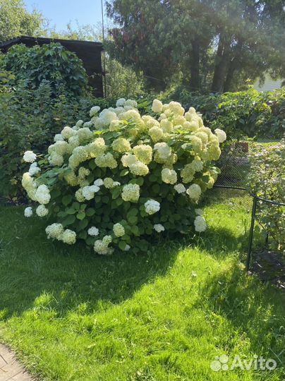 Гортензия древовидная Аннабель (Annabelle)