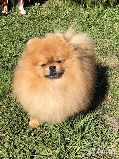 Шпицы мишки