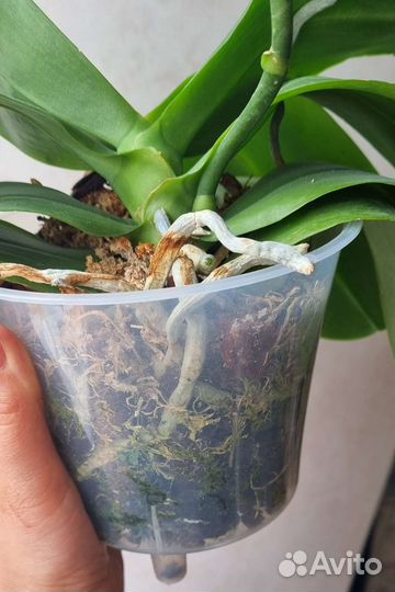 Орхидея фаленопсис Лиодоро