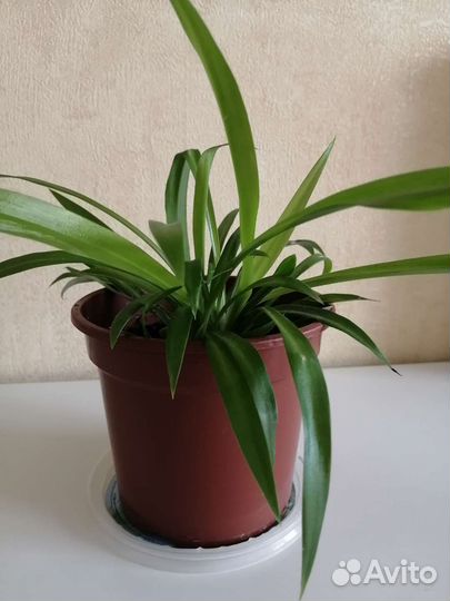 Хлорофитум, гастерия,толстянка, алое-вера