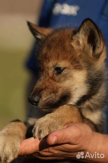 Волчата и волкособы, для частного дома