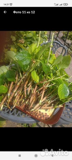 Черенки гортензии 