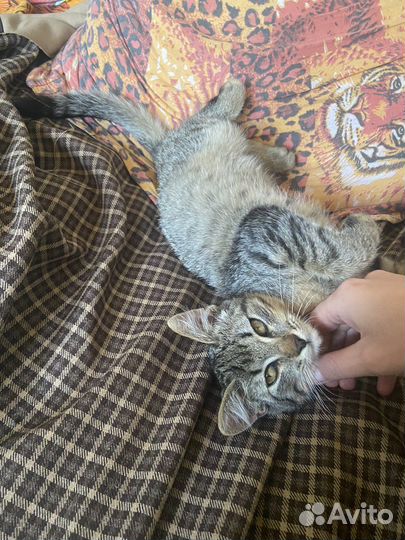 Котенок в добрые руки