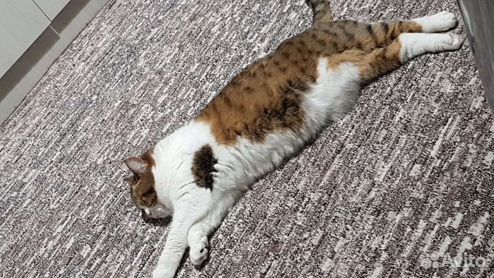 Шотландская кошка
