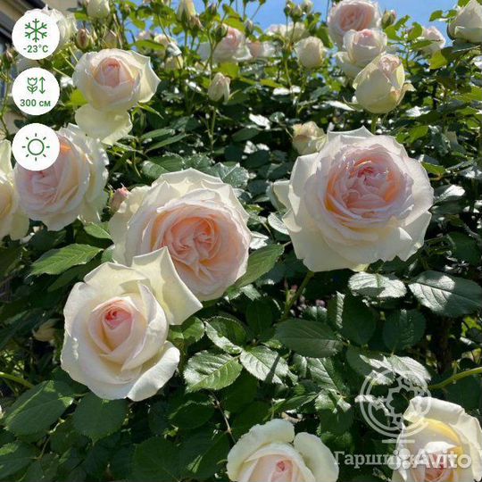 Роза плетистая пале рояль