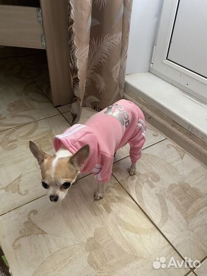 Костюм для собаки