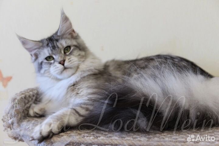 Кошка Мейн-кун