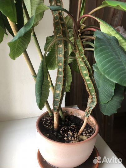 Молочай беложильчатый