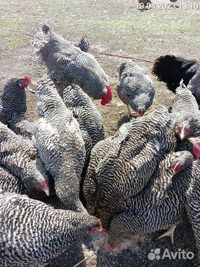 Цыплята Плимутрок Полосатый